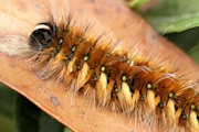 Anthelidae sp Moth (za) (Anthelidae sp)